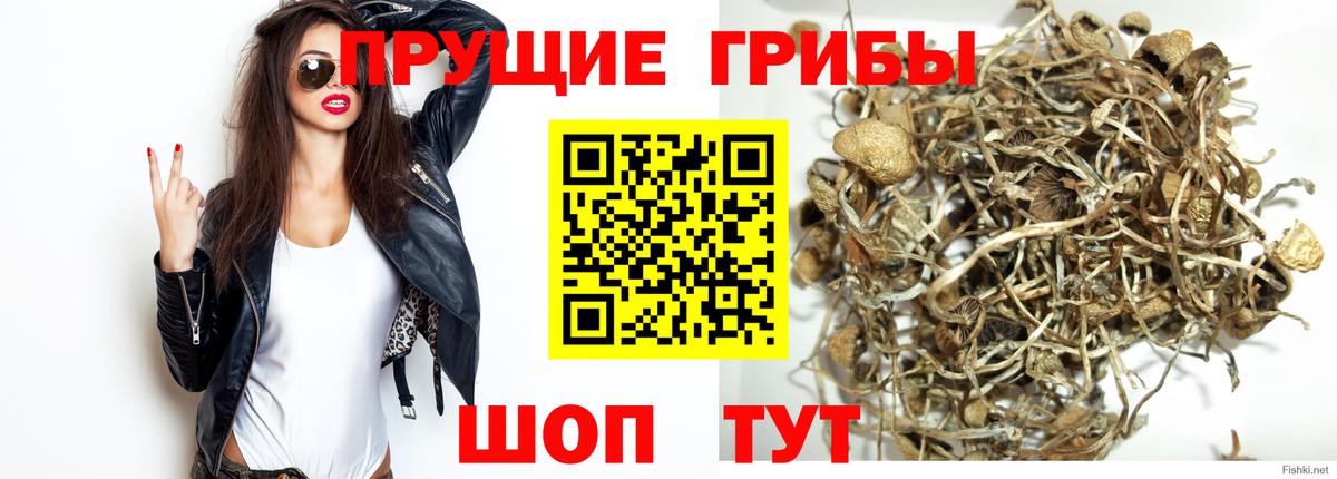 Щёлково  Псилоцибиновые грибы прущие грибы  Вход с VPN 